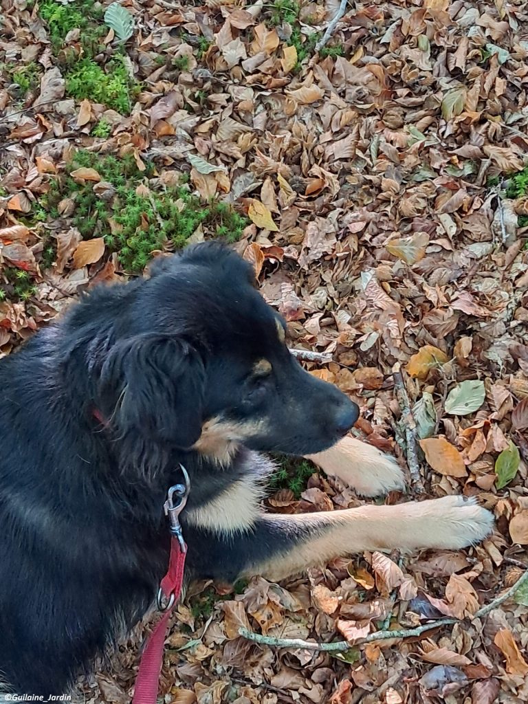 Séance de psychopédagogie en extérieur avec médiation animale