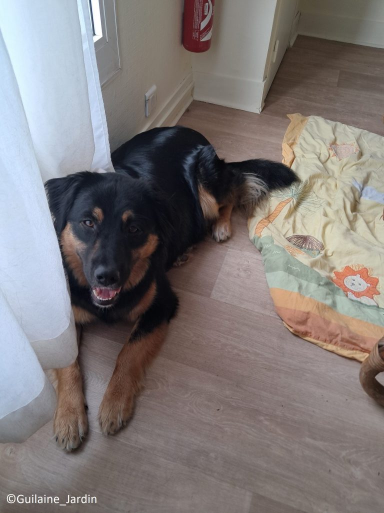 accompagnement enfants et adolescents psychopédagogie en extérieur avec médiation animale